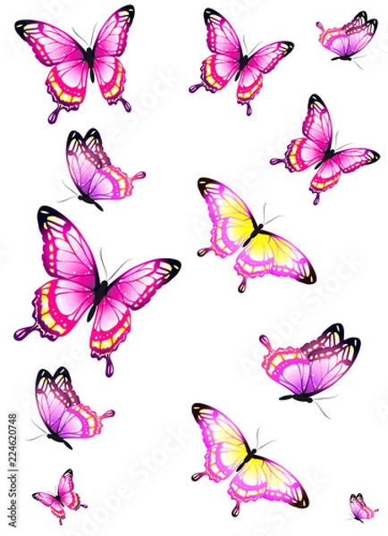 Obraz beautiful pink butterflies, isolated  on a white