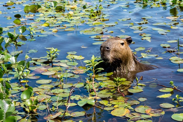 Fototapeta A capybara sticks its head up from the plant-covered waters of the Ibera Wetlands (Esteros del Ibera) near the village of Colonia Carlos Pellegrini in the Corrientes province of northern Argentina