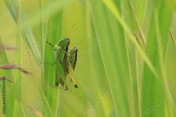 Obraz イナゴ　Locust	