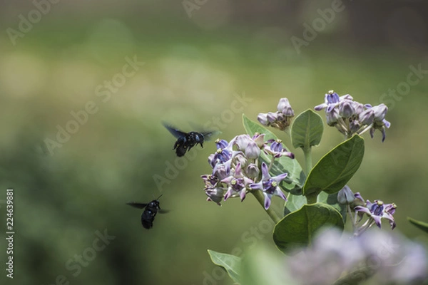 Obraz Carpenter bees