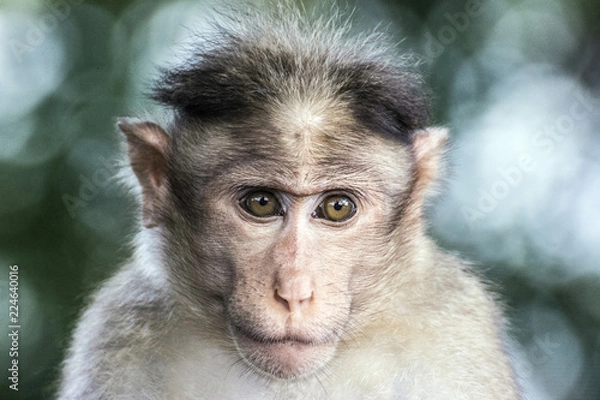 Obraz Monkey hair style