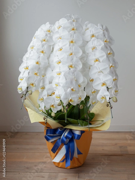 Obraz 白い胡蝶蘭