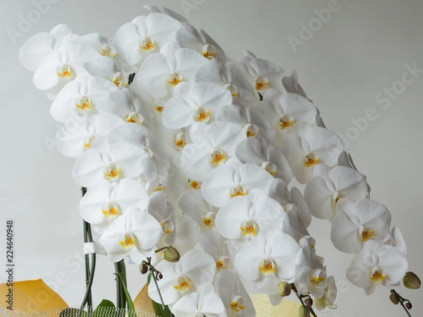 Obraz 白い胡蝶蘭のクローズアップ