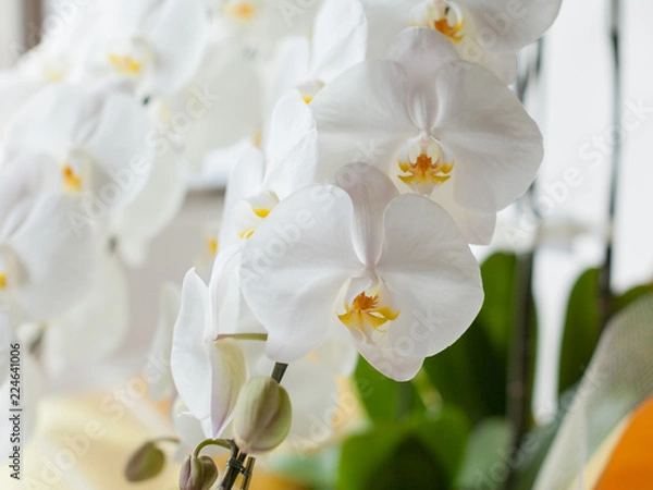 Obraz 白い胡蝶蘭のクローズアップ