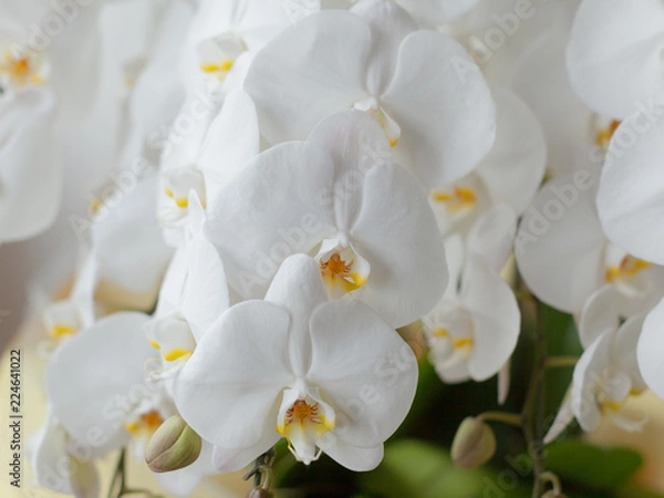 Fototapeta 白い胡蝶蘭のクローズアップ