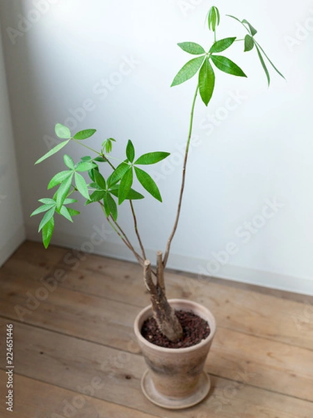 Obraz 観葉植物パキラ