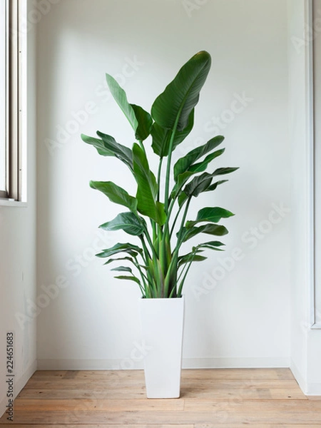 Obraz 観葉植物オーガスタ