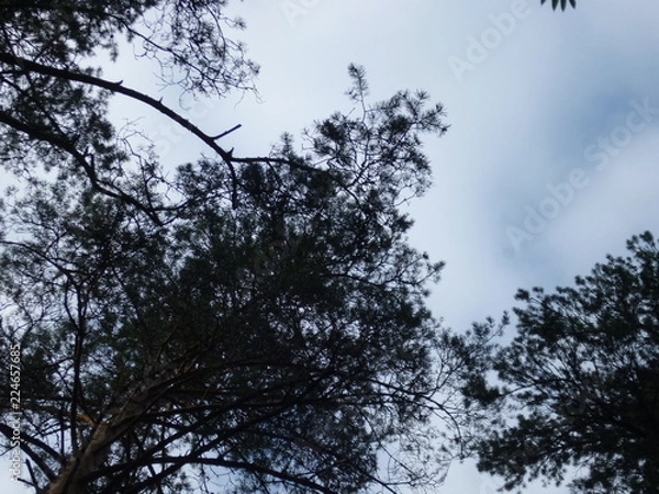 Obraz tree in the sky