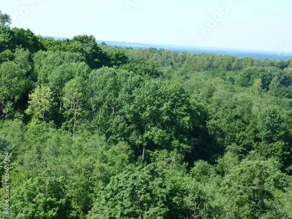 Obraz trees and blue sky