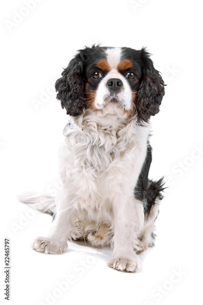 Obraz cavalier king charles spaniel dog