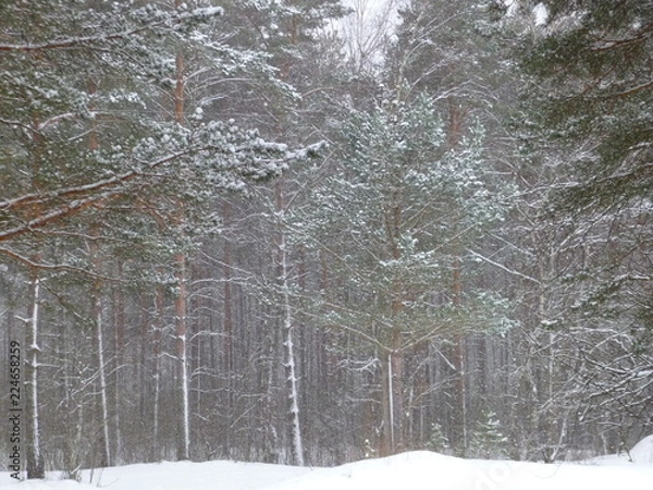 Obraz winter in the forest