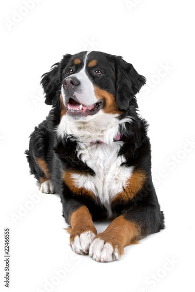 Obraz bernese mountain (berner sennenhund, bernois)