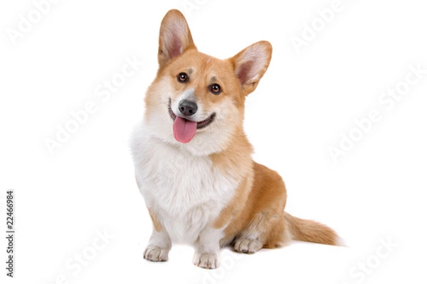 Obraz Welsh Corgi Pembroke pies wystający język