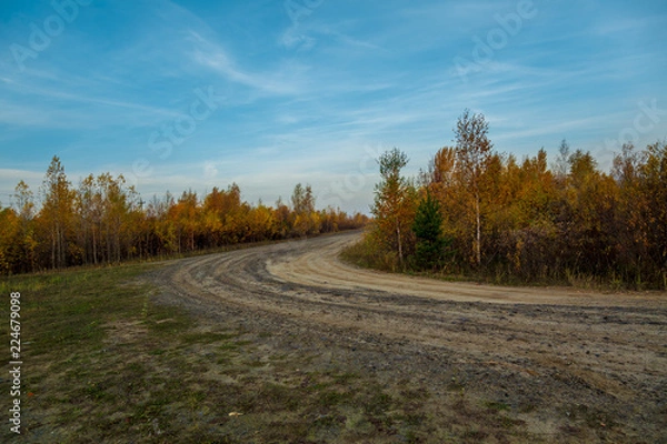 Fototapeta The side of the country road was covered with small deciduous forest
