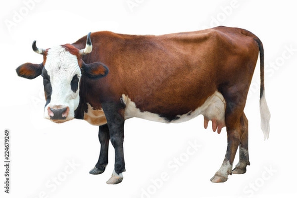 Fototapeta spotted cow isolated