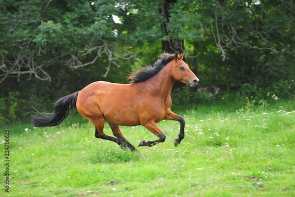 Obraz Cheval Selle francais