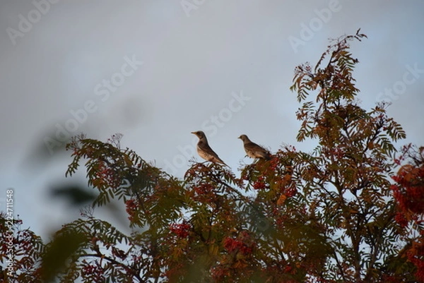 Fototapeta Thrushes