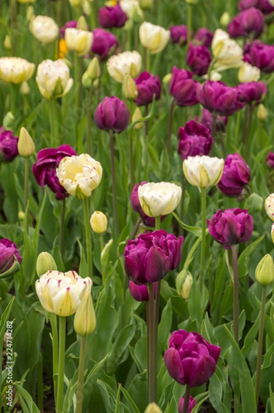 Fototapeta Lots of colorful tulip flowers natural spring background