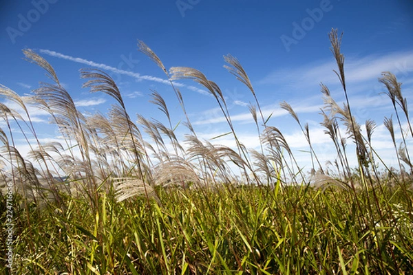 Fototapeta Common reed is swaying in the breeze