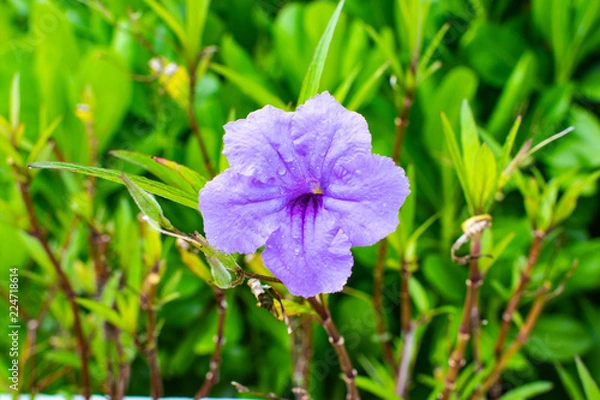 Fototapeta バリ島の紫の花