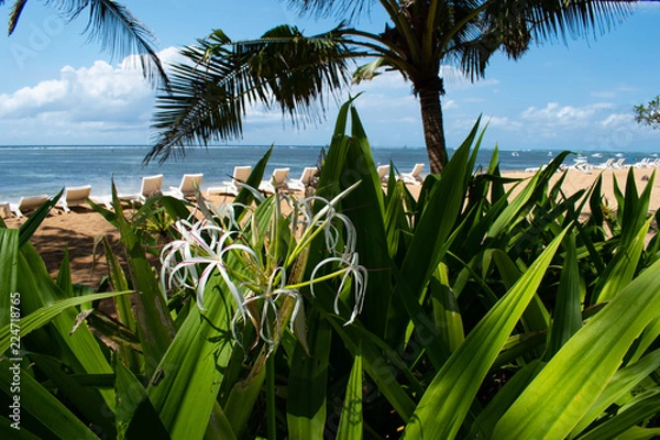 Fototapeta バリ島の白い花