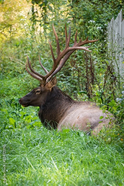 Fototapeta elk resting 