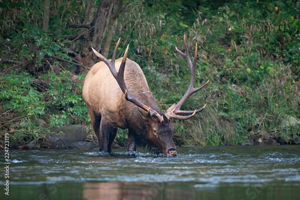 Fototapeta Elk Drinking in Forest River