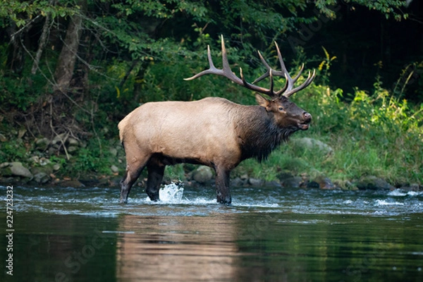 Fototapeta Elk in Forest River