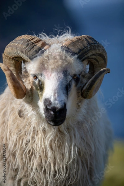 Obraz Färöer Inseln | Schaf