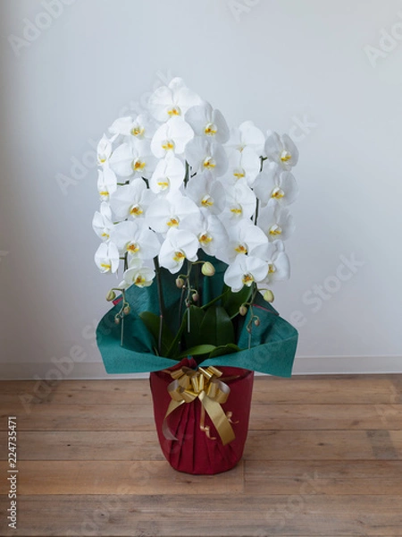 Obraz 白い胡蝶蘭