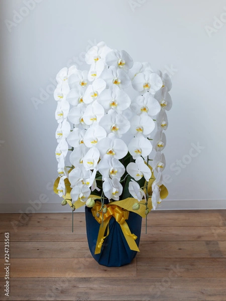 Obraz 白い胡蝶蘭