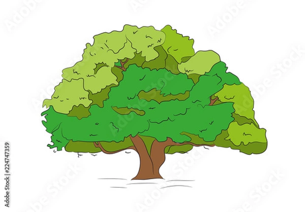 Fototapeta big tree drawing color, vector,