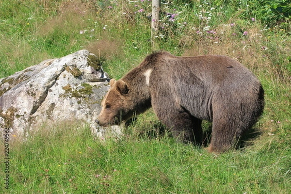 Obraz Ours des Pyrénées
