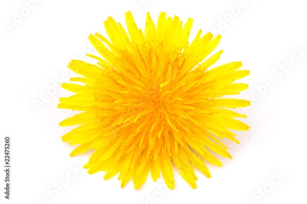 Obraz Löwenzahnblüte