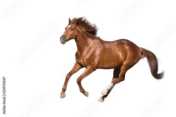 Fototapeta Red horse run gallop isolated on white background