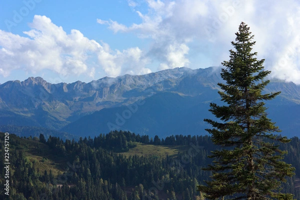 Obraz pine in the mountains