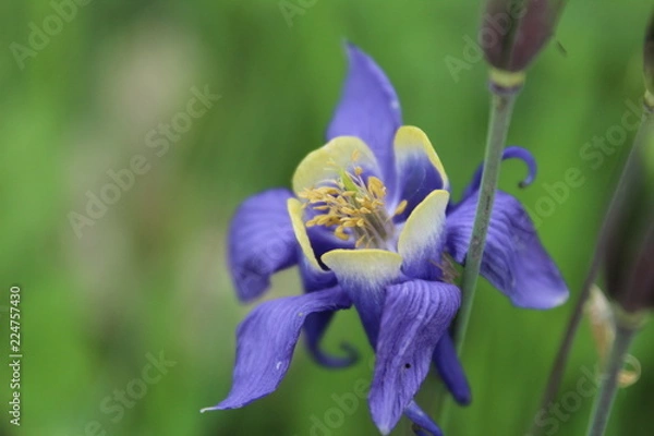 Obraz bee on a flower