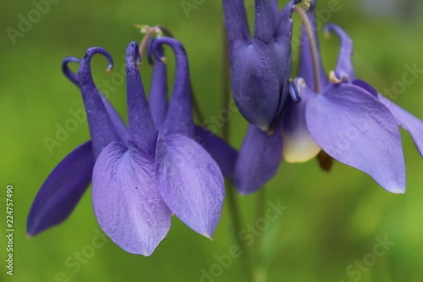 Obraz blue iris in the garden