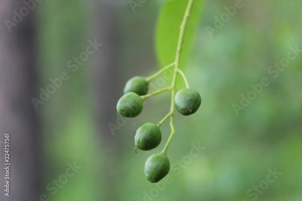 Obraz green peas in pod