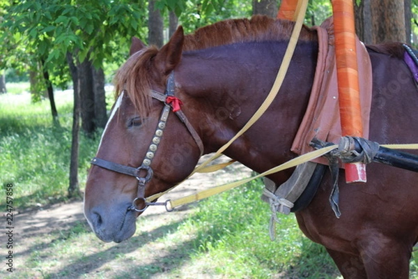 Obraz horse in a harness