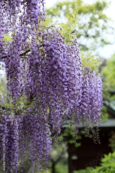 Fototapeta 藤棚 (亀戸天神)