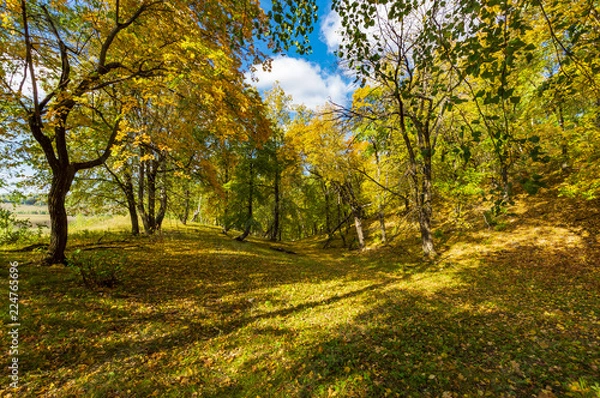 Obraz autumn forest, forest road