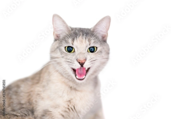 Fototapeta A domestic shorthair cat with dilated pupils and its mouth open in a hiss or angry meow
