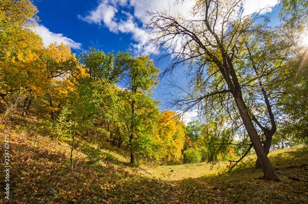 Obraz autumn forest, forest road