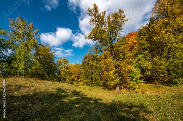 Obraz autumn forest, forest road