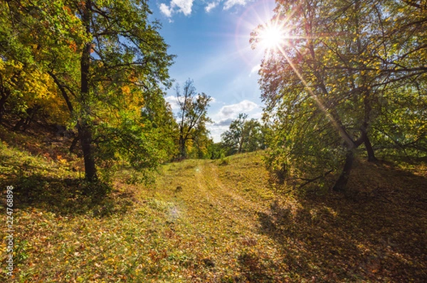 Obraz autumn forest, forest road