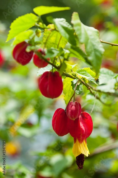 Obraz コロンと可愛いウキツリボク