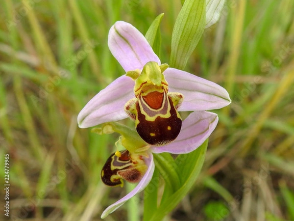 Obraz Bee Orchid (Ophrys apifera)