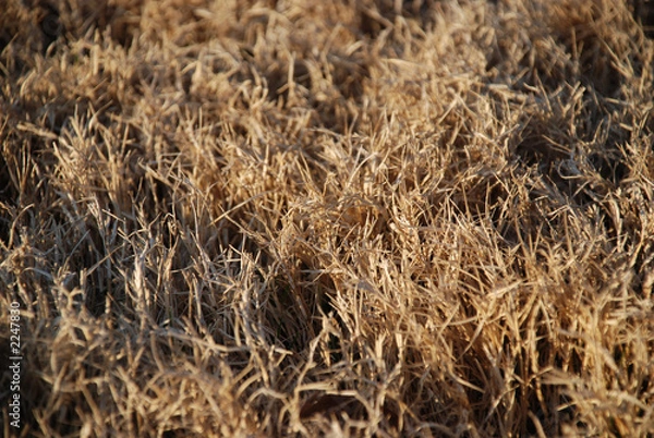 Obraz winter grass