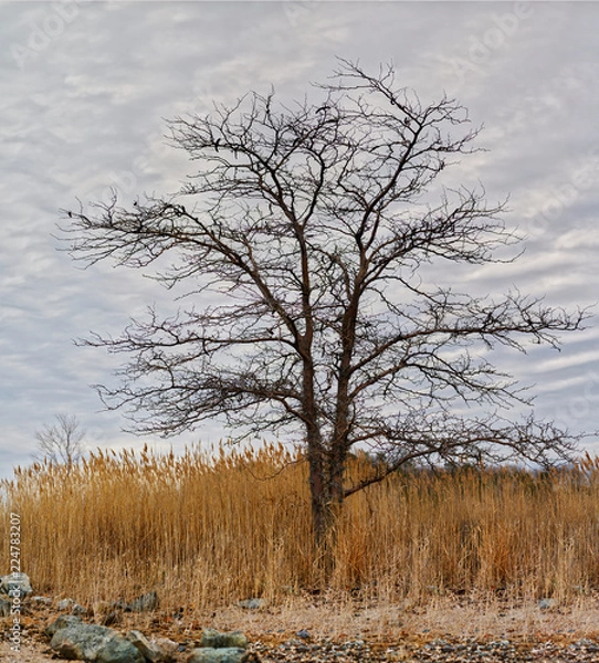 Obraz Cedar Point Sanctuary